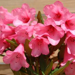 Rhododendron pink, Winsome